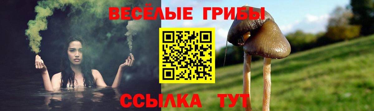Псилоцибиновые грибы Psilocybe Заволжье